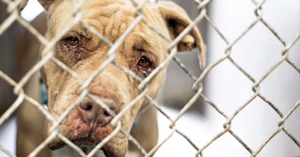 „Im Tierschutz klafft eine große Lücke“