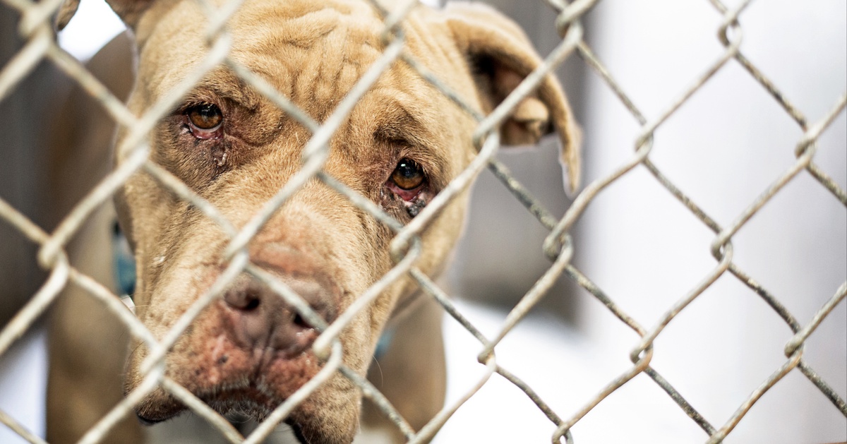 &bdquo;Im Tierschutz klafft eine gro&szlig;e L&uuml;cke&ldquo;