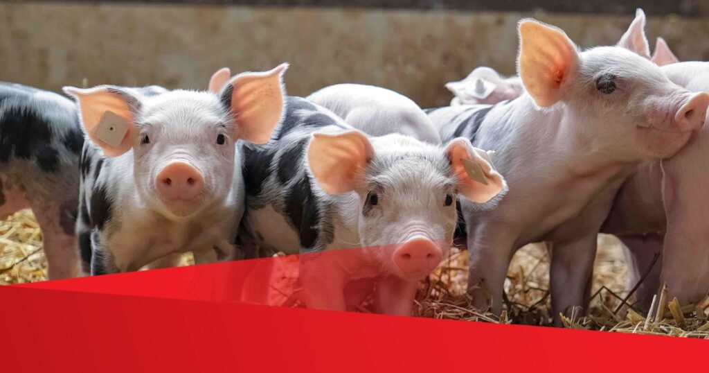 SPÖ Kärnten unterstützt Tierschutzvolksbegehren