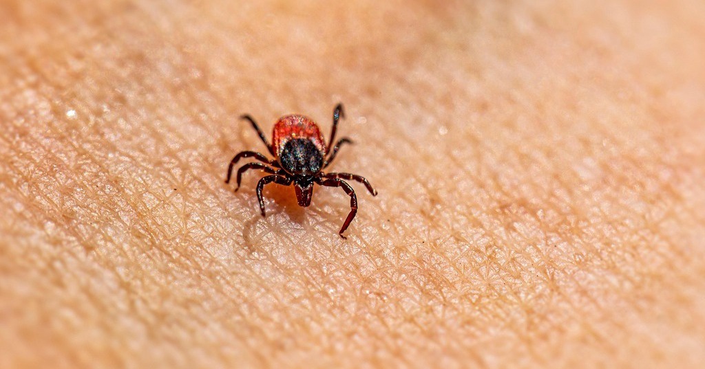 Gefährliche Zecke: Jetzt an den Impfschutz denken!