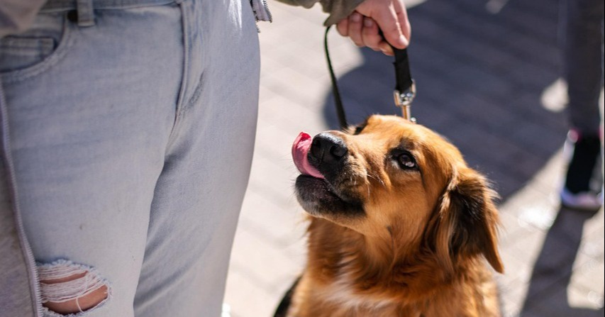 Offizielle Sachkundekurse für Hundehalterinnen und -halter starten erst 2026