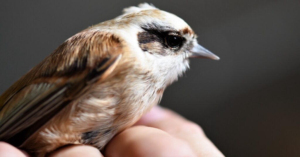 Vogel- und Säugetierpflege Kärnten neu organisiert