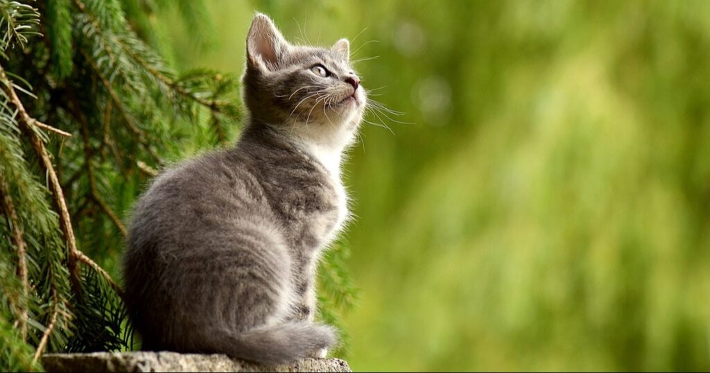 Kastrationsprojekt für Streunerkatzen wird 2026 fortgesetzt