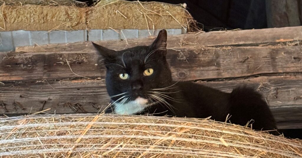 Große Nachfrage: Kärnten erweitert Streunerkatzen-Kastrationsprojekt